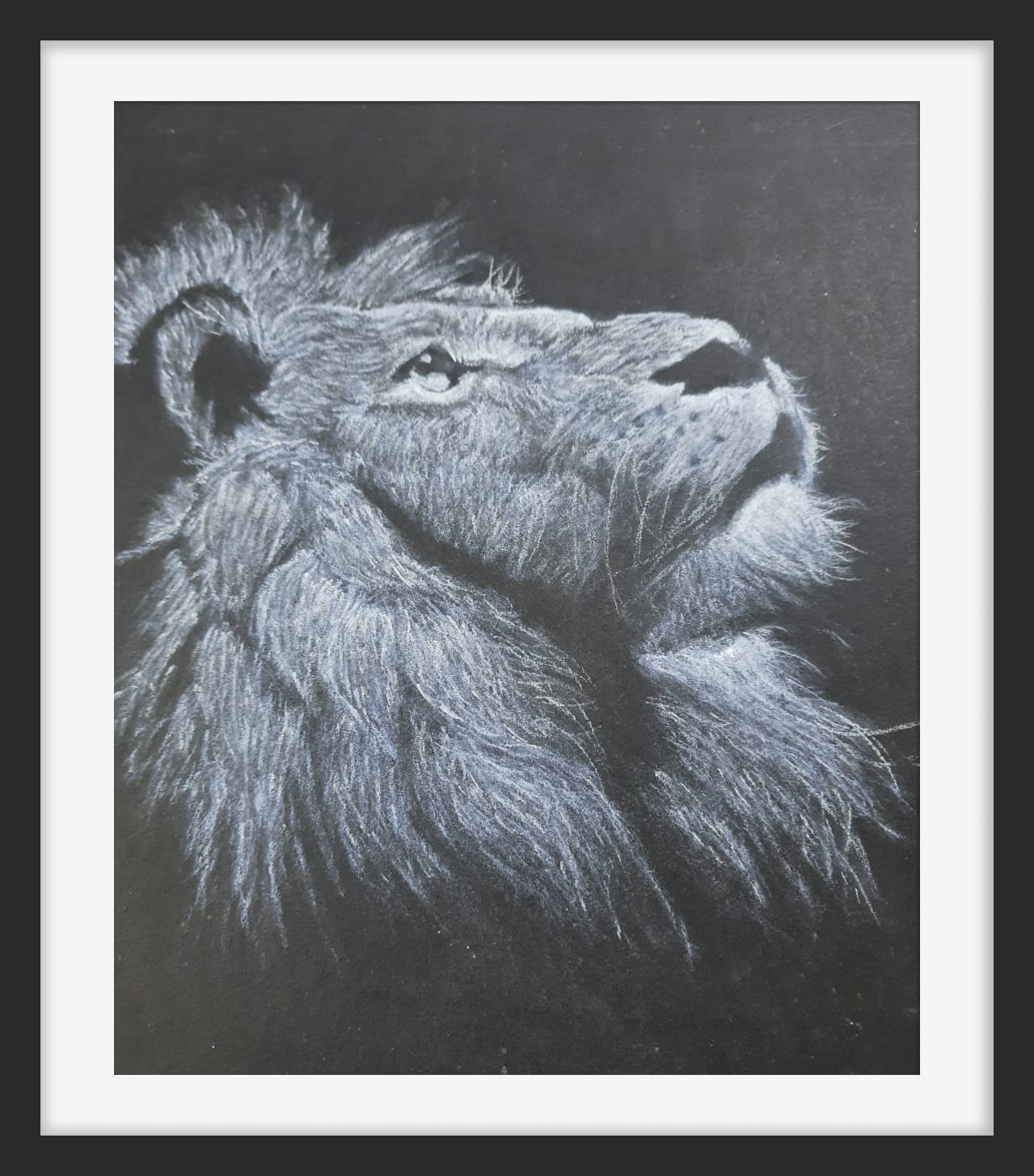 A lion lifting its head to the sky, drawn in white pastel on black paper.