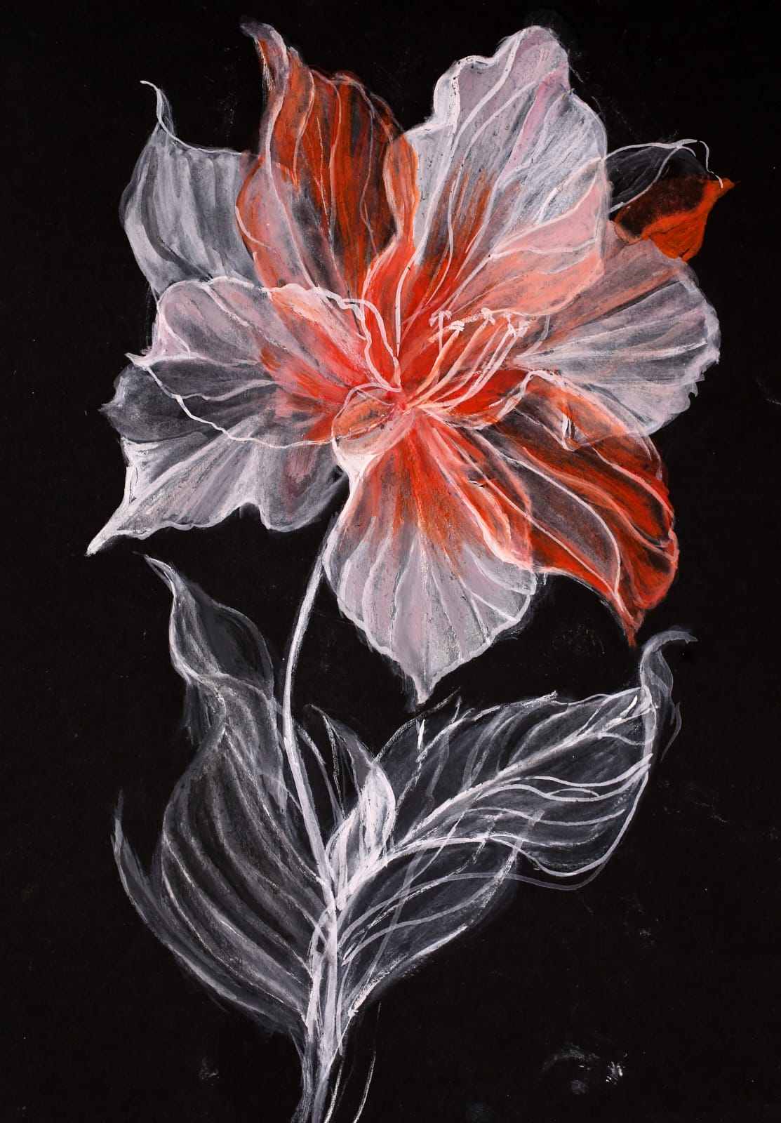 A single lily drawn in white and vermilion pastel on black paper.
