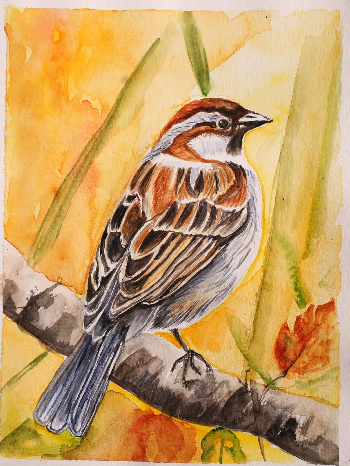 A house sparrow perched on a grey branch against a wash of yellow and orange, with green reeds.